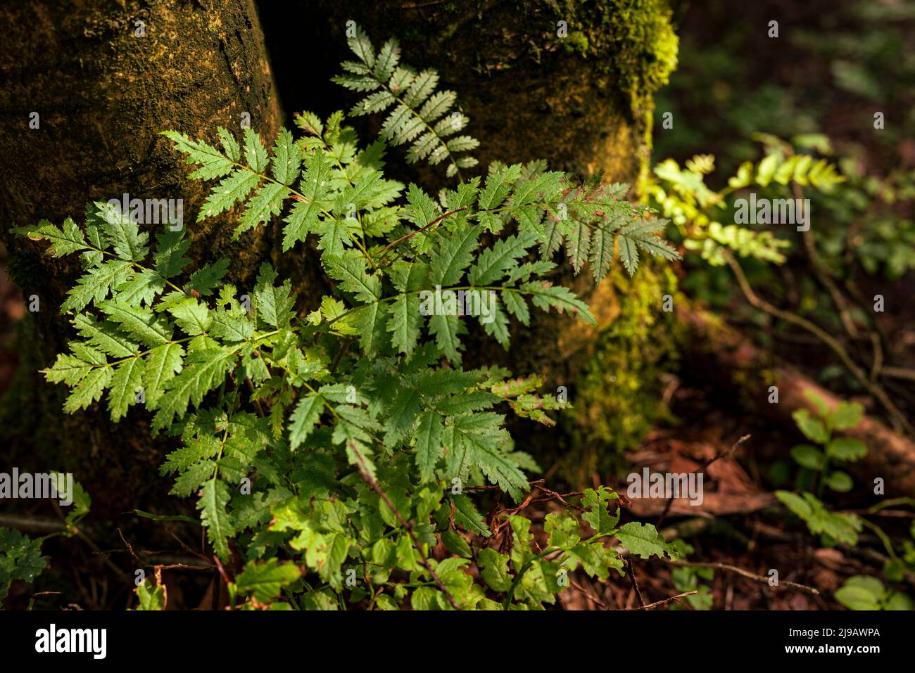 Close up of green saplings growing on foot of a tree, Teutoburg Forest, Germany Stock Photo