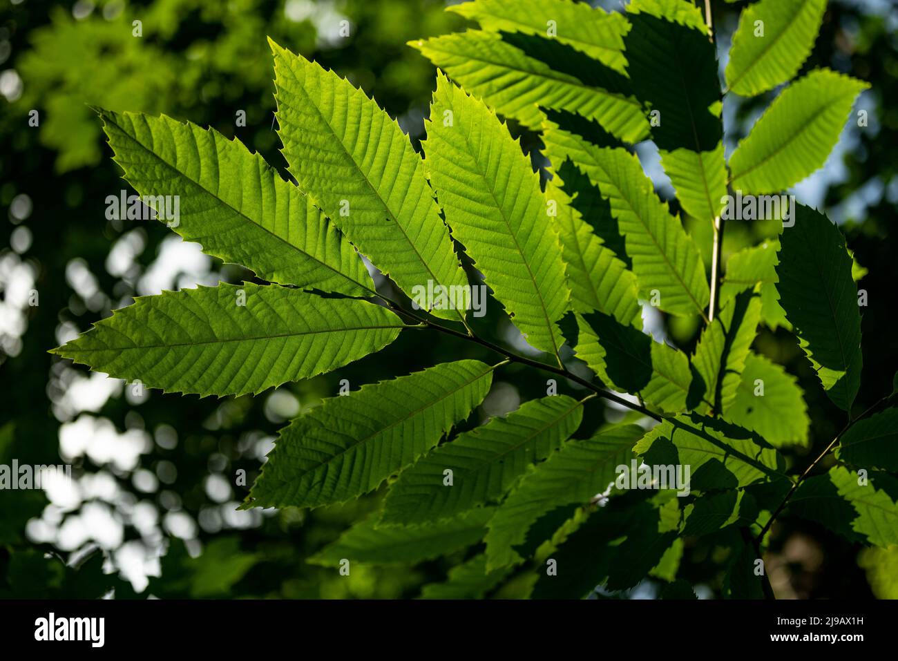 Close up of tree hi-res stock photography and images - Alamy