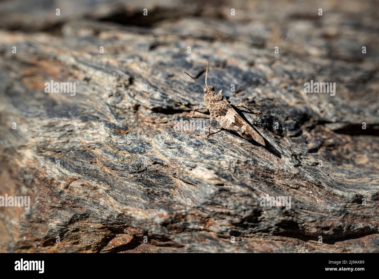 Grasshopper camouflage camouflaged insect hi-res stock photography and  images - Alamy