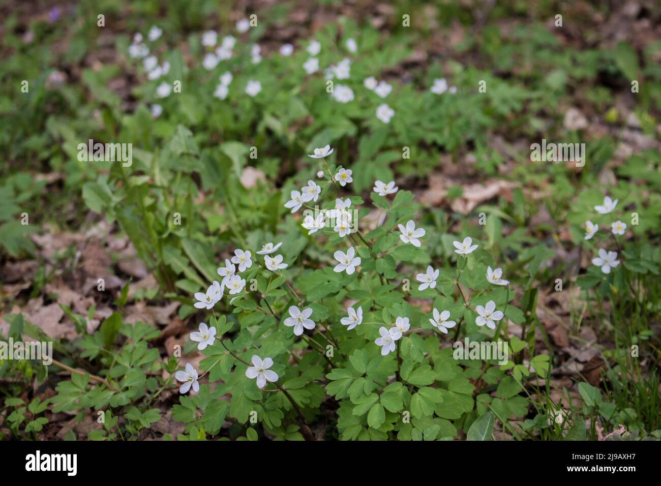 White flowers of Isopyrum thalictroides in the forest in  western Serbia Stock Photo