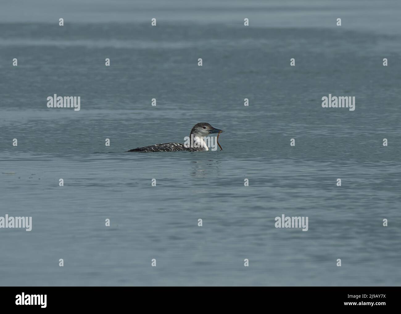 Diver Great Northern (Gavia immer), in sub sumer plumage, feeding in ...