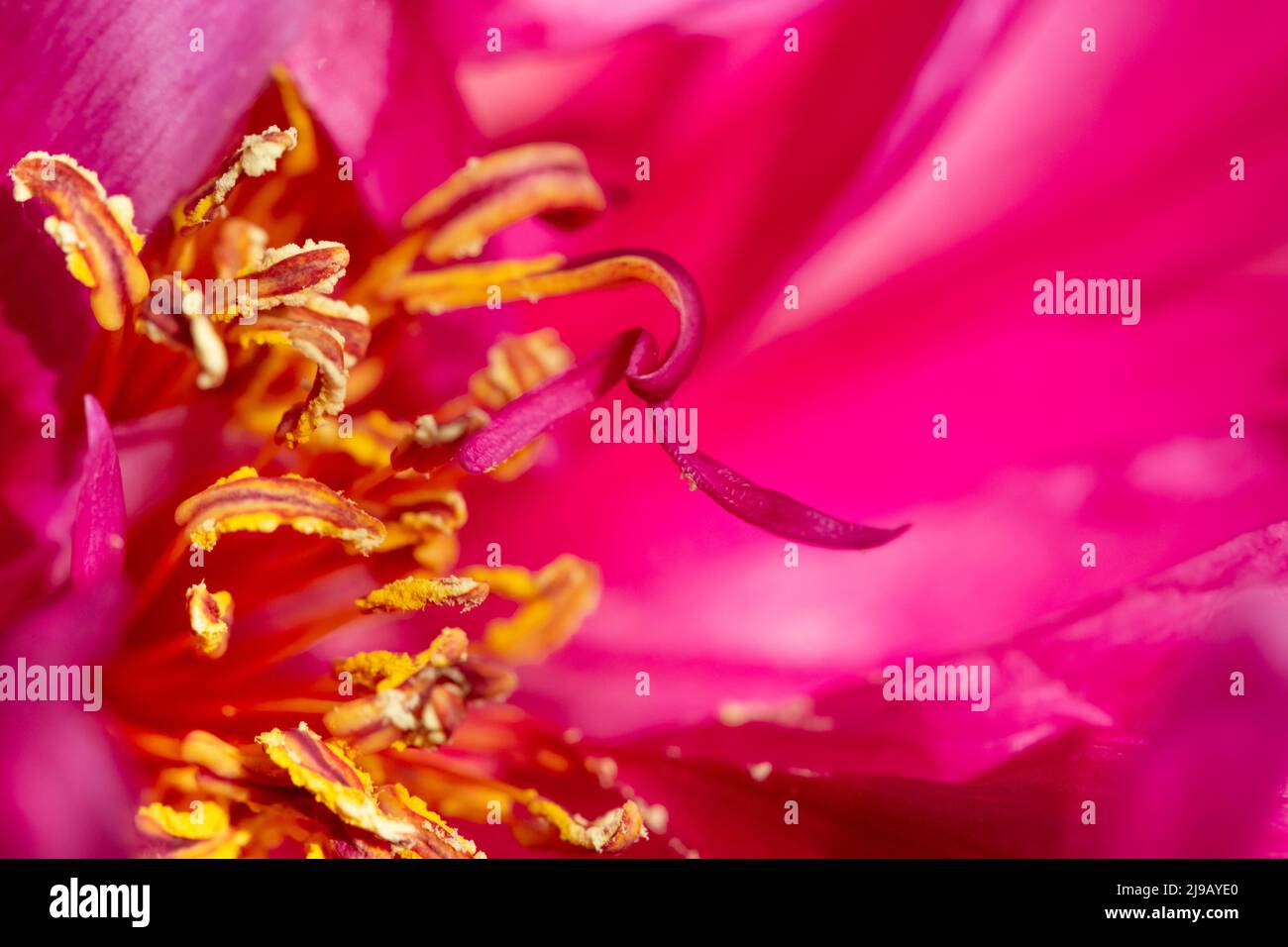 Macro of deep pink peony flower with yellow stamens. Stock Photo