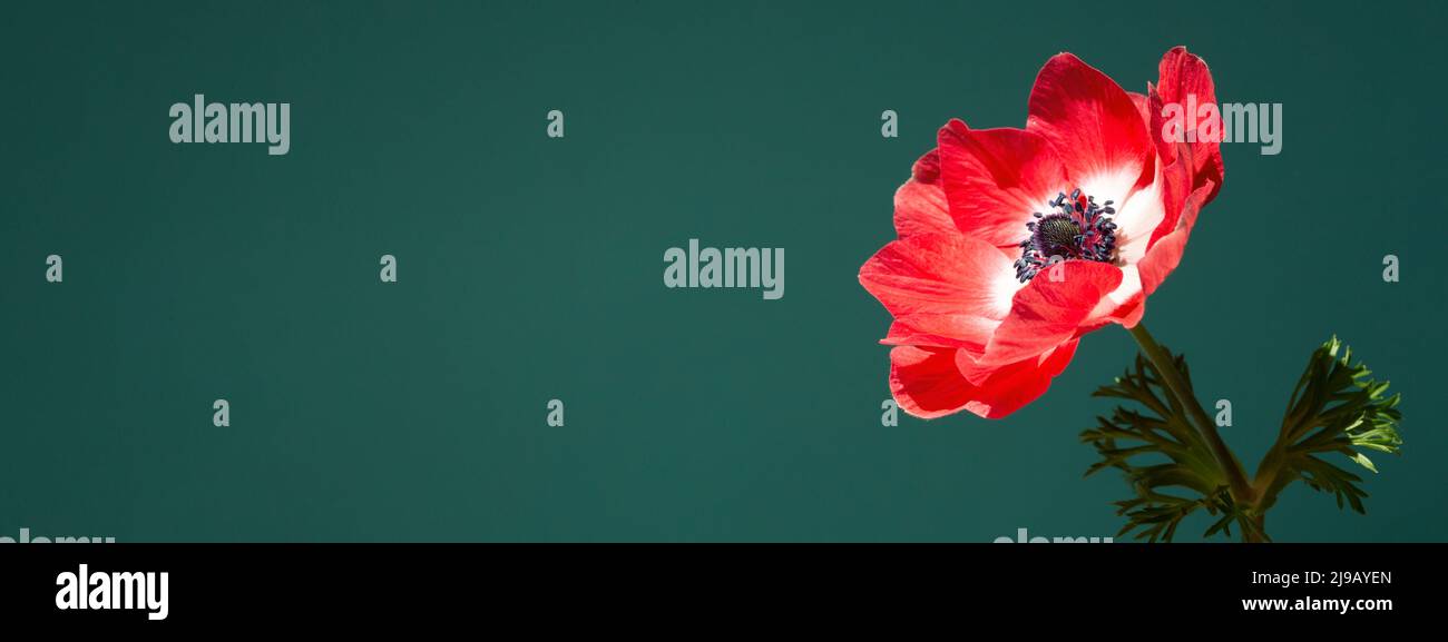 Banner with beautiful red anemone flower in sunlight on turquoise background. Stock Photo