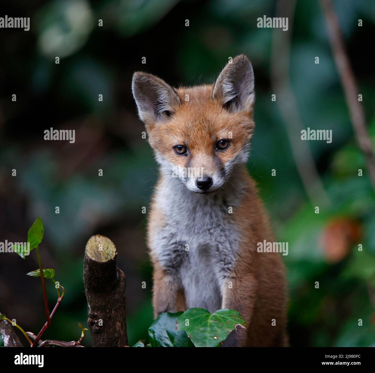 Urban fox cub exploring the garden Stock Photo