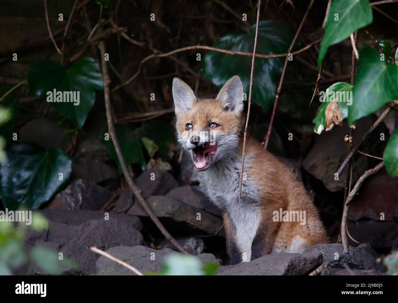 Urban fox cub exploring the garden Stock Photo
