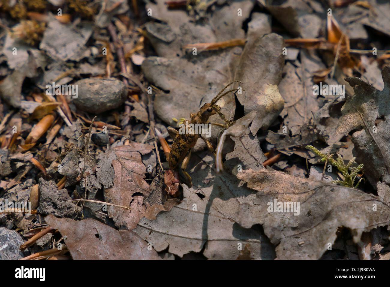 Longhorn Beetle Rhagium, sycophanta Cerambycidae, sitting on oak bark, macro photo Stock Photo