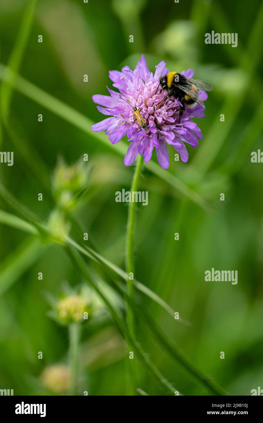Wildflower insect hi-res stock photography and images - Alamy