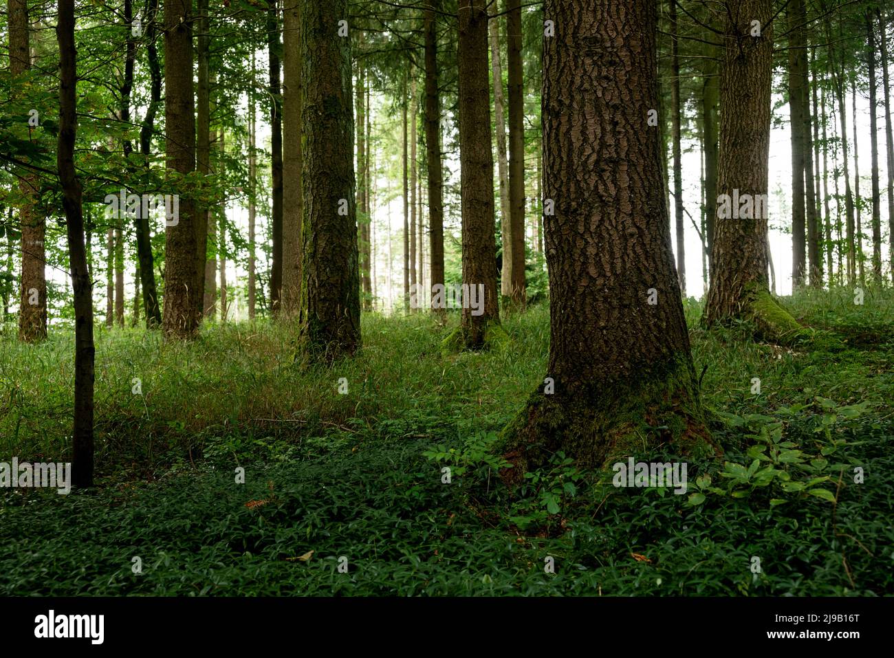 Coniferous forest floor hi-res stock photography and images - Alamy