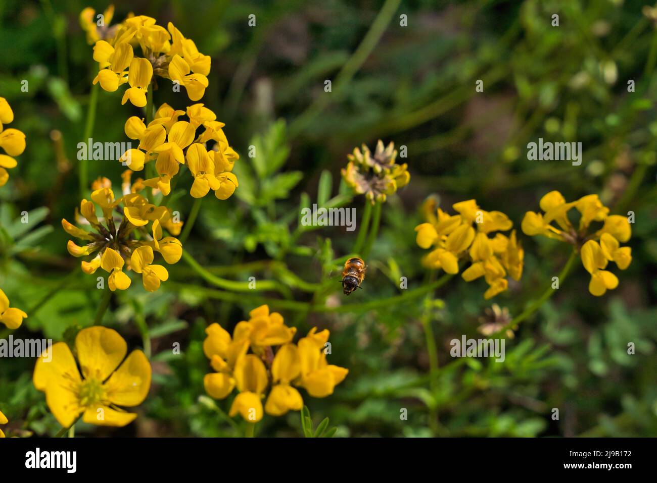 Yellow flowers of common bird's-foot trefoil, Lotus corniculatus, pea family Fabaceae and the wool carder bee Anthidium punctatum, flying bee in germa Stock Photo