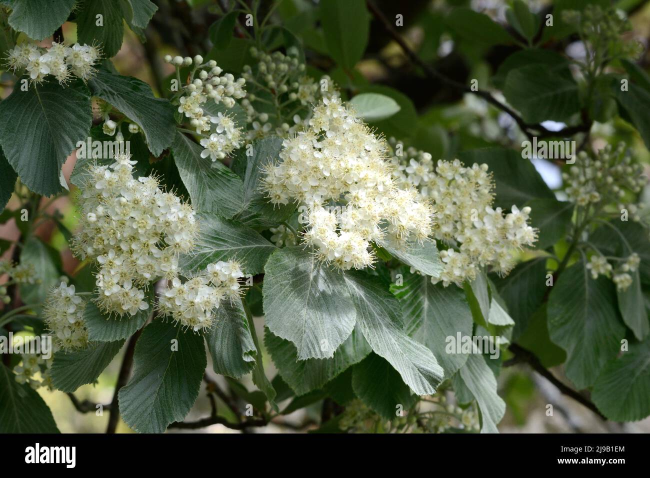 Sorbus aria Lutesens Whitebeam Chinese Mountain Ash tree silvery leaves with clusters of white flowers Stock Photo