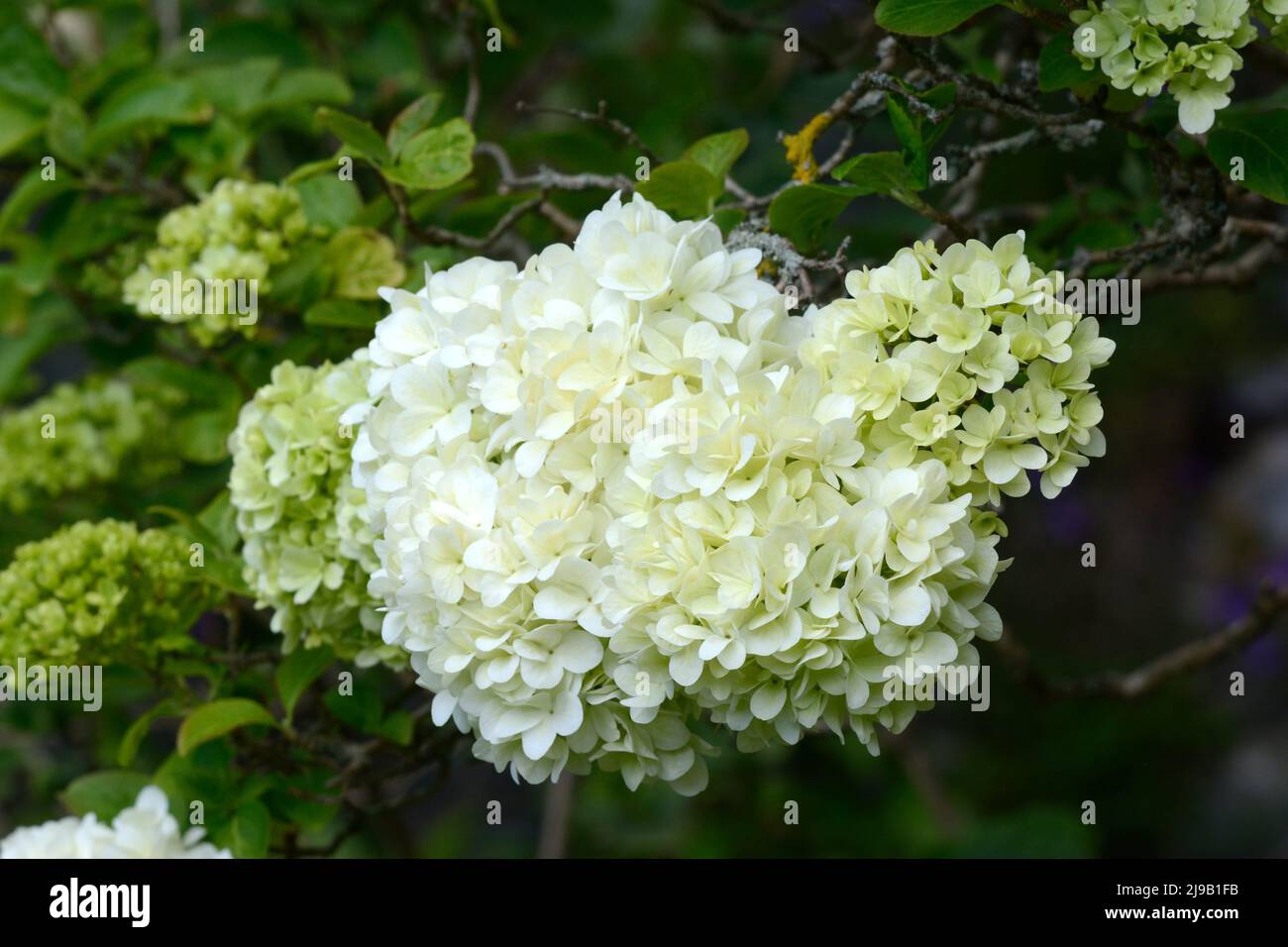 Viburnum macrocephalum Chinese snowball shrub laarge lime green flowers turning to white Stock Photo