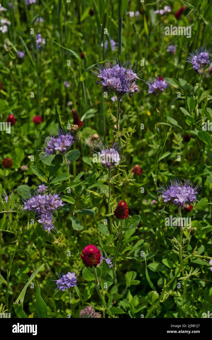 Flower meadow in Germany in may, phacelia tanacetifolia, trifolium incarnatum Stock Photo
