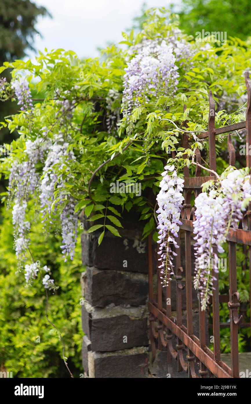 Wisteria tree blossom in springtime. close up of beautiful Wisteria flower at Garden. warm may weather. Blooming wisteria in spring, internet springti Stock Photo