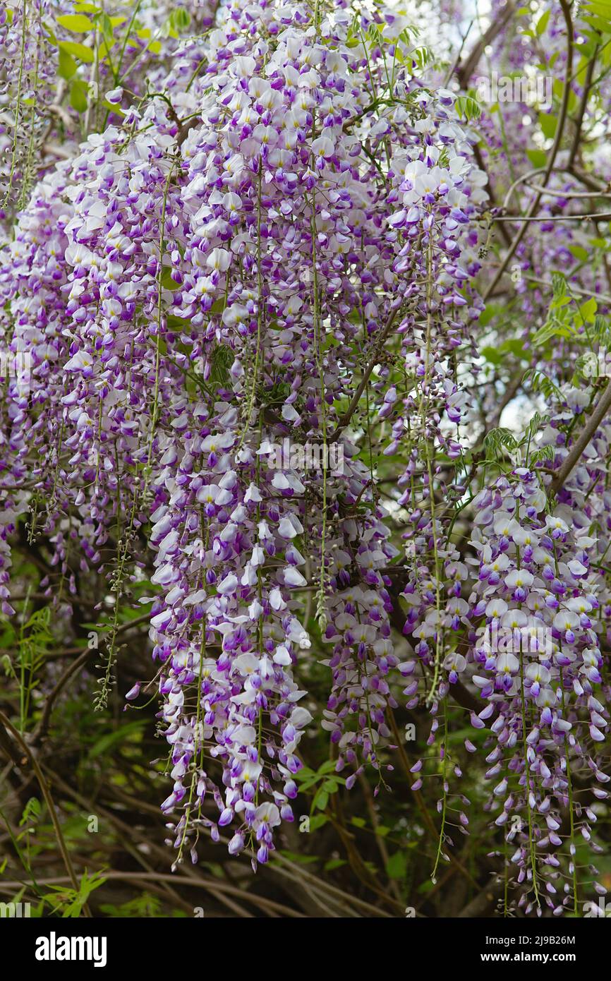 Wisteria tree blossom in springtime. close up of beautiful Wisteria flower at Garden. warm may weather. Blooming wisteria in spring, internet springti Stock Photo