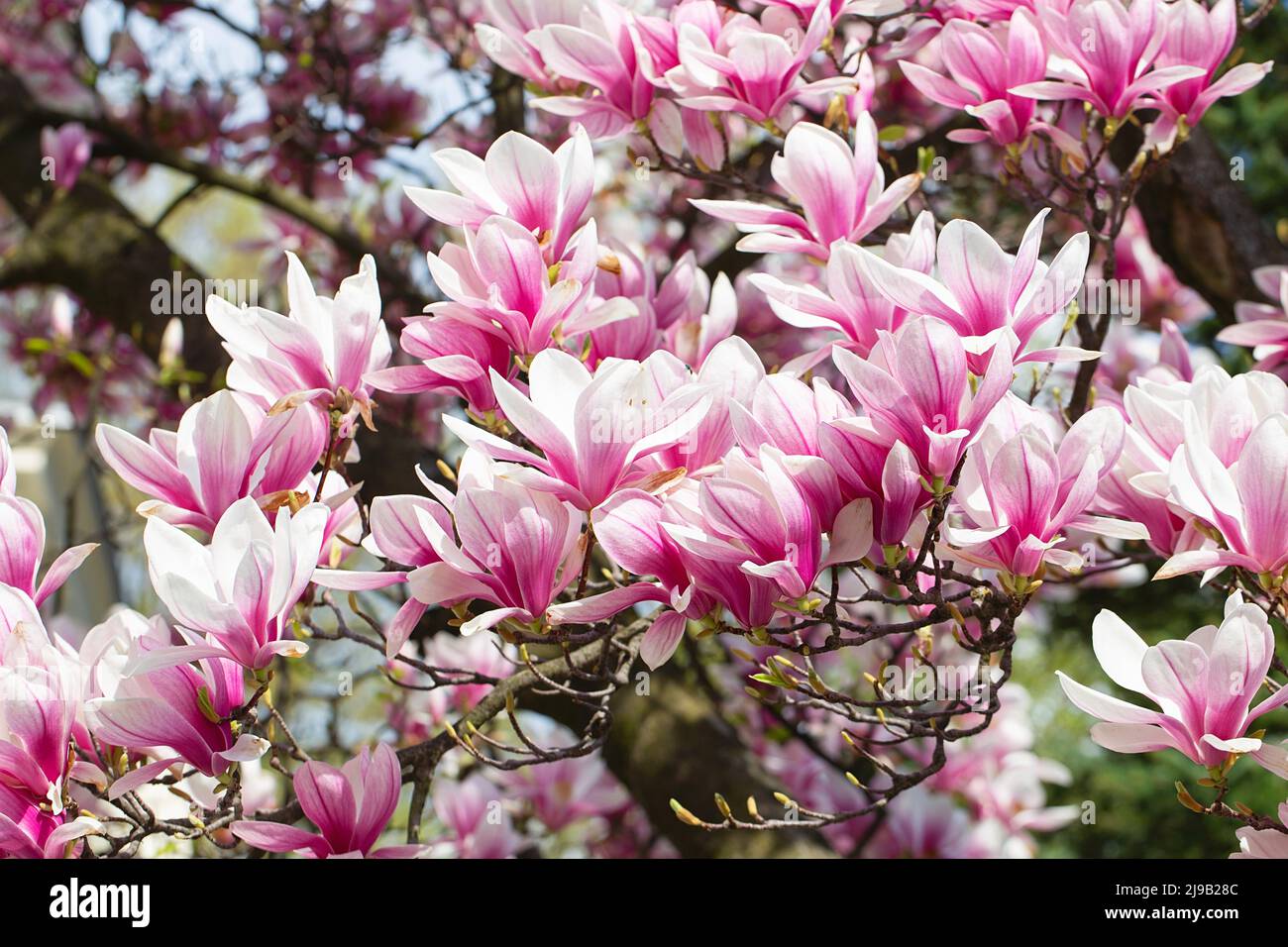 magnolia tree blossom in springtime. tender pink flowers bathing in sunlight. warm april weather. Blooming magnolia tree in spring, internet springtim Stock Photo