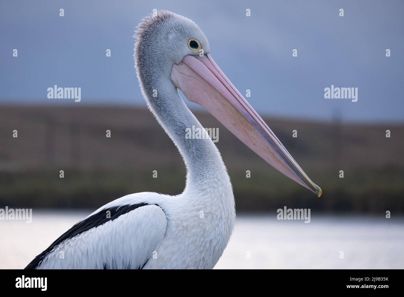 An Australian Pelican posing Stock Photo
