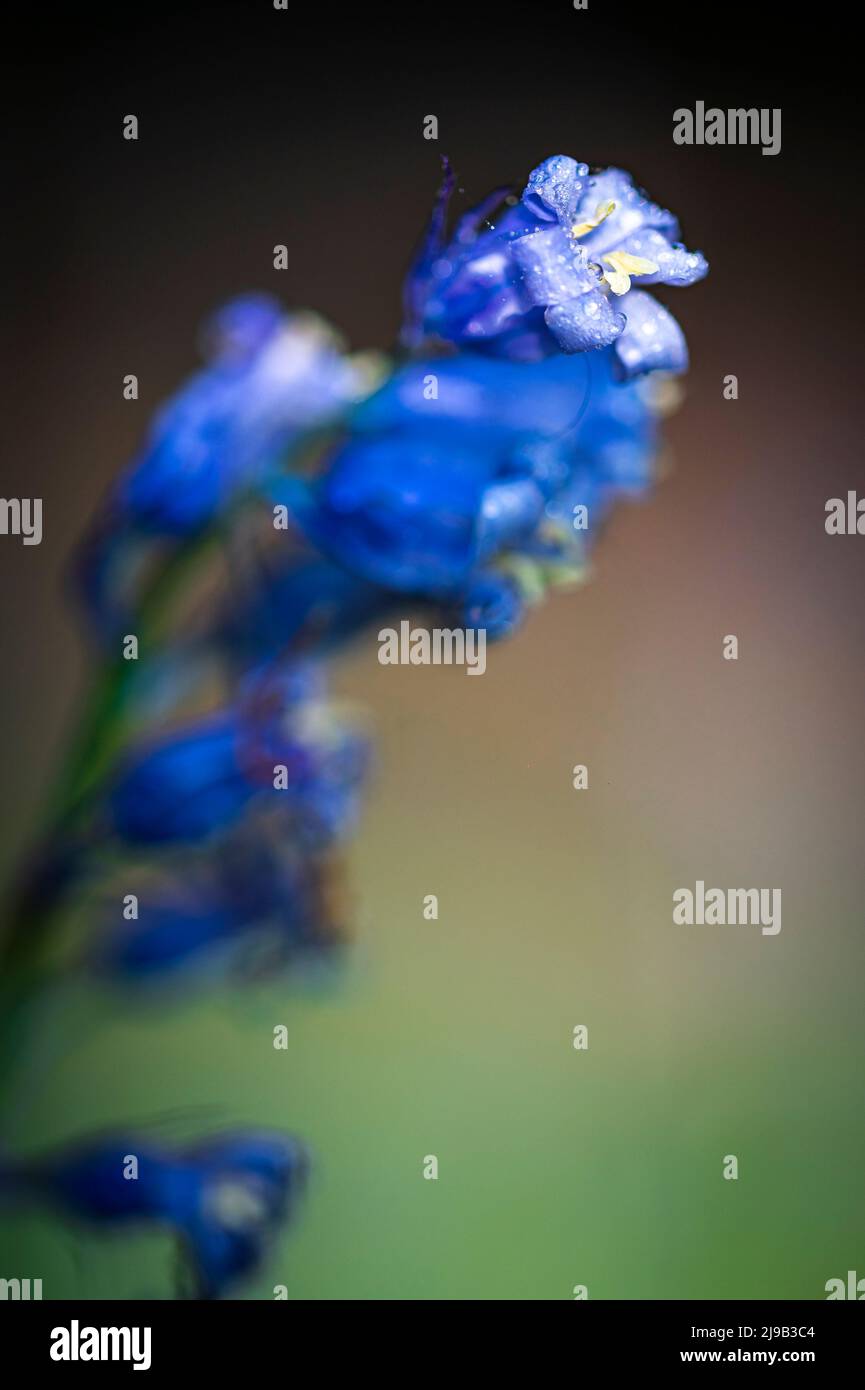 Bluebells flowers in the forest in the morning Stock Photo Alamy