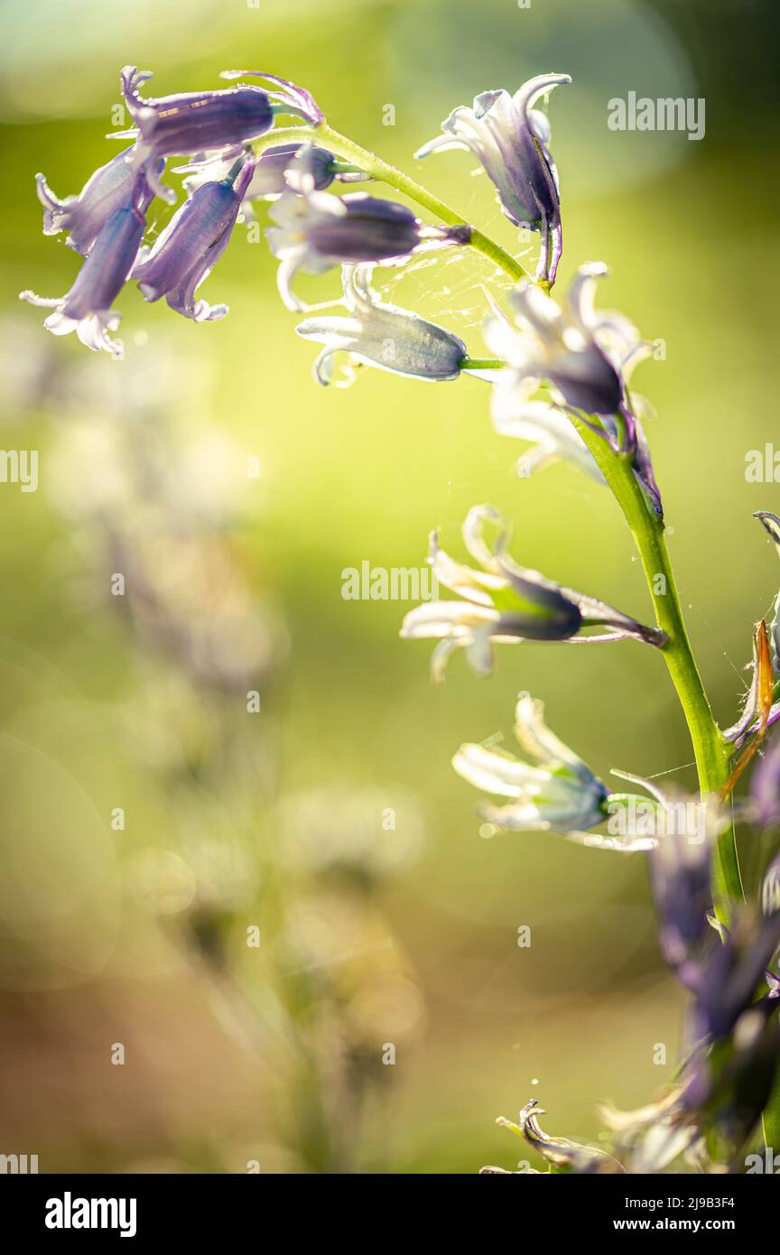 Bluebells flowers in the forest in the morning Stock Photo
