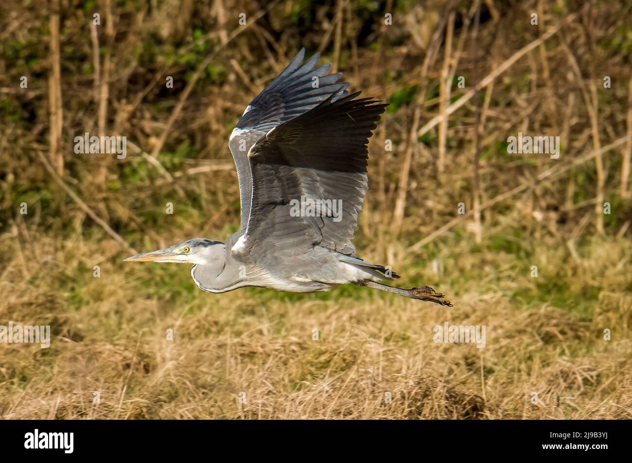 Close up of grey heron in flight Stock Photo