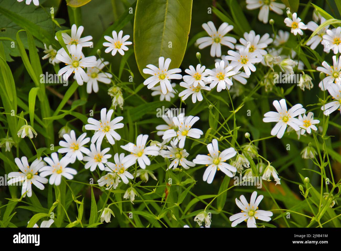 White flowers - Stellaria growth in field, Caryophillaceae - Stellaria holostea L. flower Stock Photo