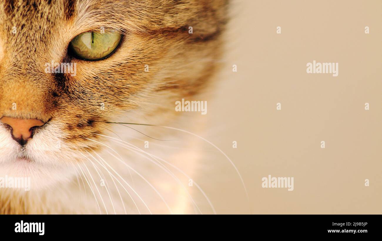 Small Orange Cat With Long Curly Hair Is Standing With An Angry Face  Background, Mean Cat Pictures, Cat, Pet Background Image And Wallpaper for  Free Download