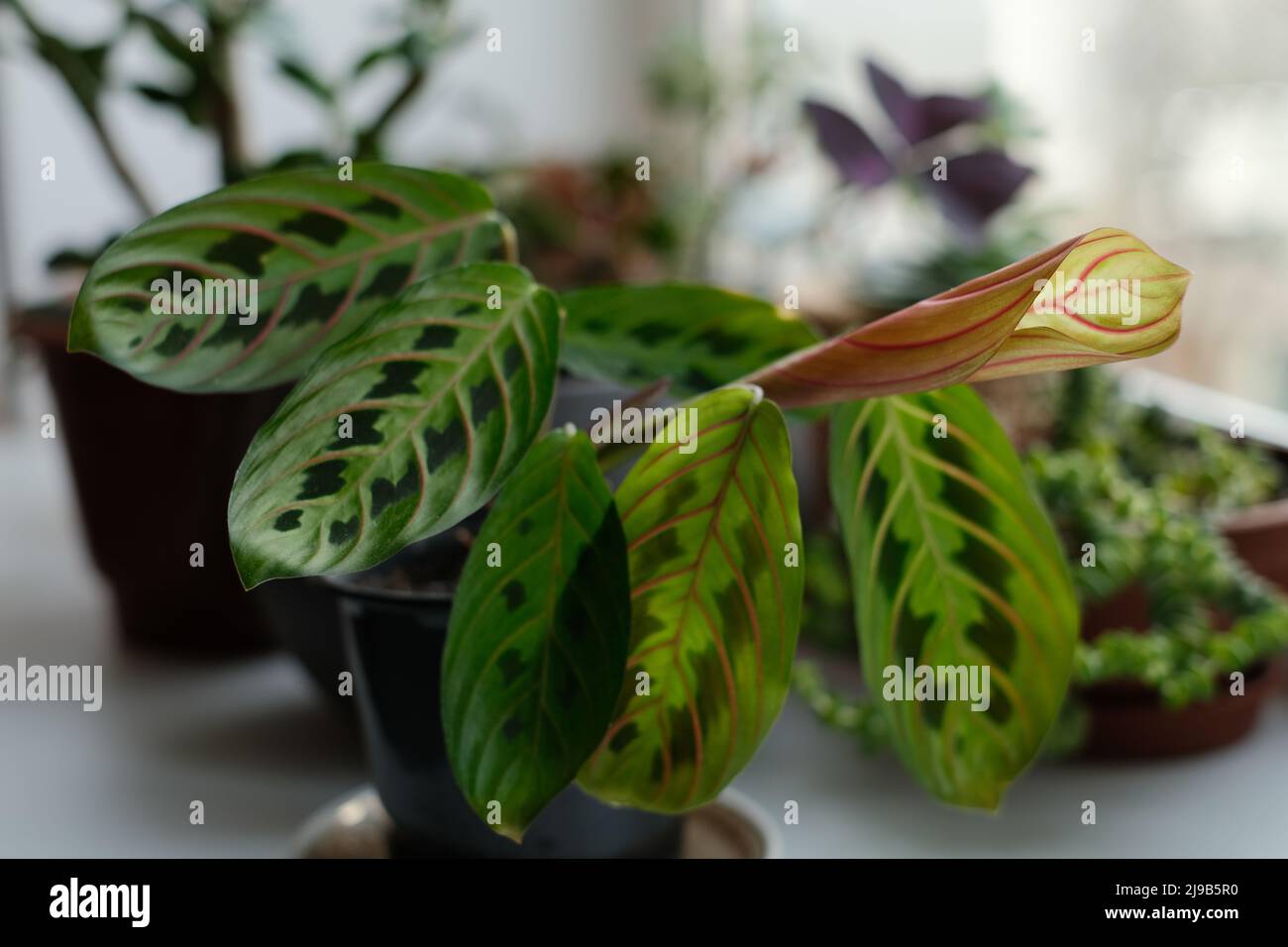 Prayer plant on a windowsill. Maranta flower surrounded by other houseplant. Green leaves with dark spots and red veins. Home planting. New leaf growt Stock Photo