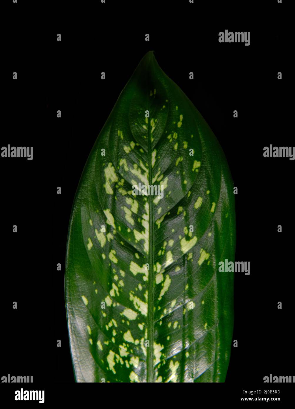 Dieffenbachia flower hi-res stock photography and images - Page 2 - Alamy