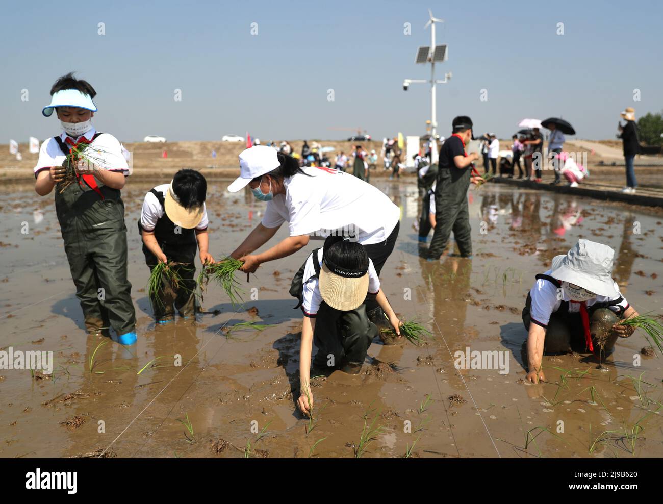 Children at rice cultivation hi-res stock photography and images - Alamy