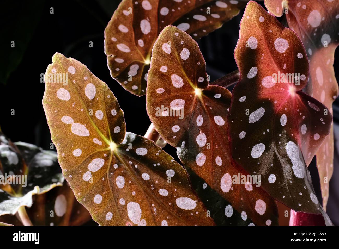 Begonia maculata plant on black background. Trout begonia leaves with white dots and metallic shimmer, close up. Spotted begonia houseplant with pink Stock Photo