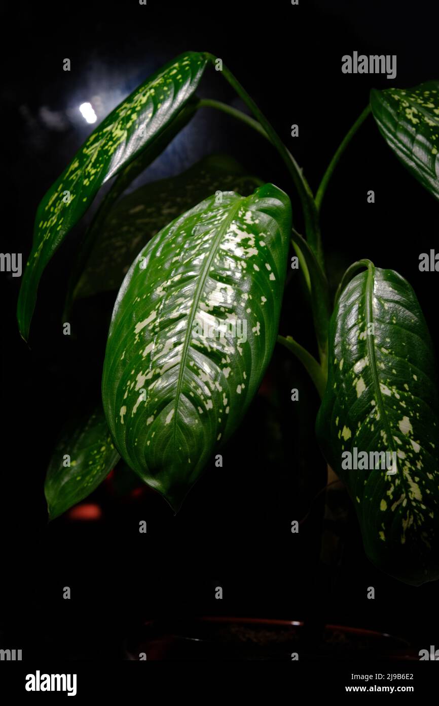 Dieffenbachia plant with large leaves on black background. Dark green leaves with white spots, close up. Fresh houseplant. Stock Photo