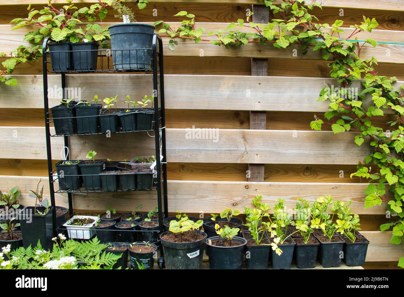 Seedlings in pots on a shelf and in a rack, against the background of a ...
