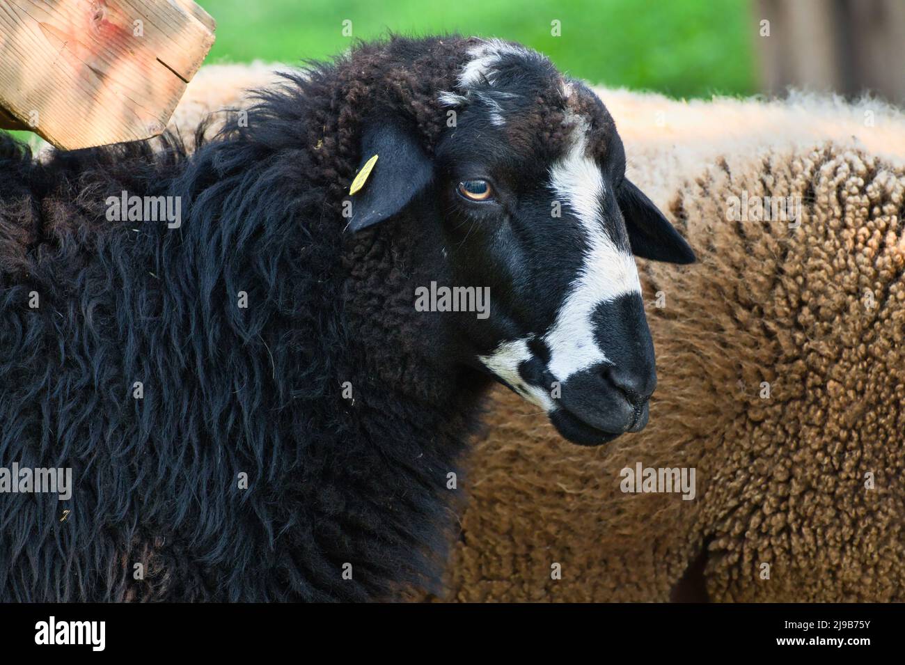 Portrait of a cute black sheep with white markings. Stock Photo