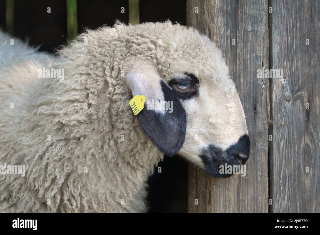 Portrait of a cute white sheep with black markings, looking out of the stable. Stock Photo