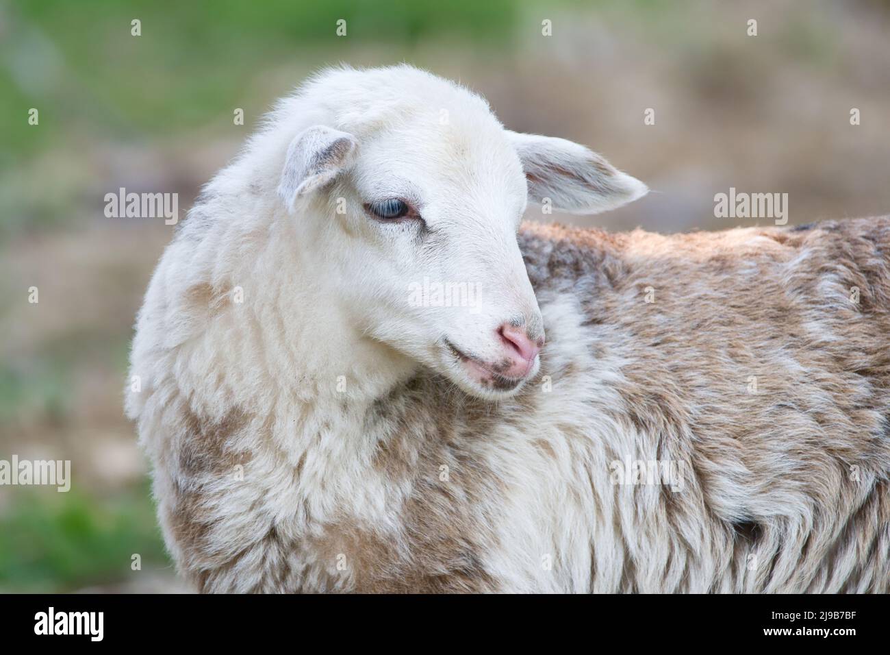 Portrait of a cute white-black-brown lamb. Stock Photo