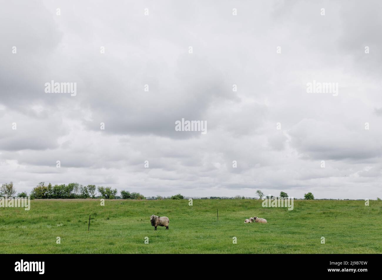 Three fluffy sheep in a grassy field on green grass in cloudy spring weather. High quality photo Stock Photo