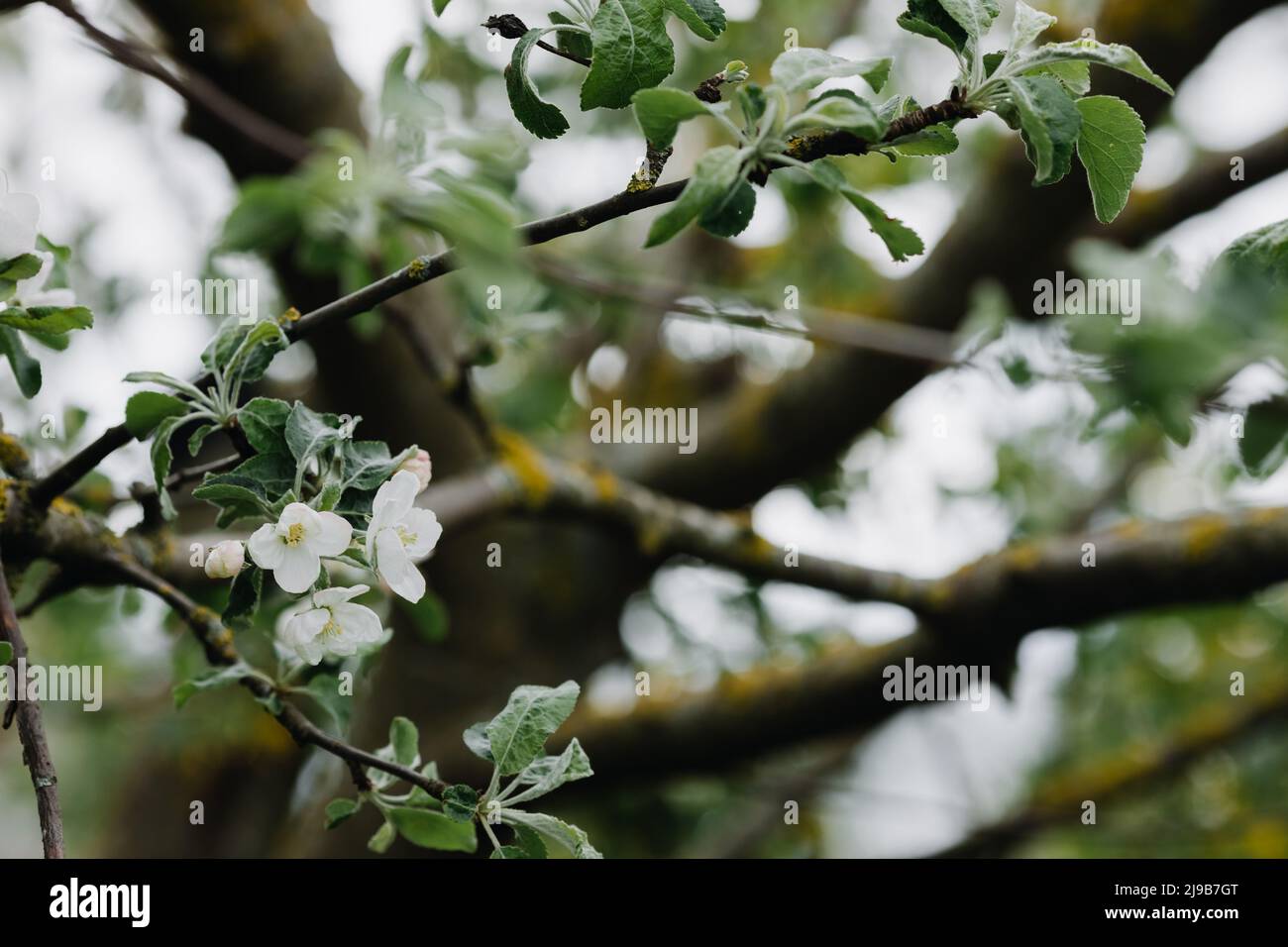 High stem apple tree hi-res stock photography and images - Alamy