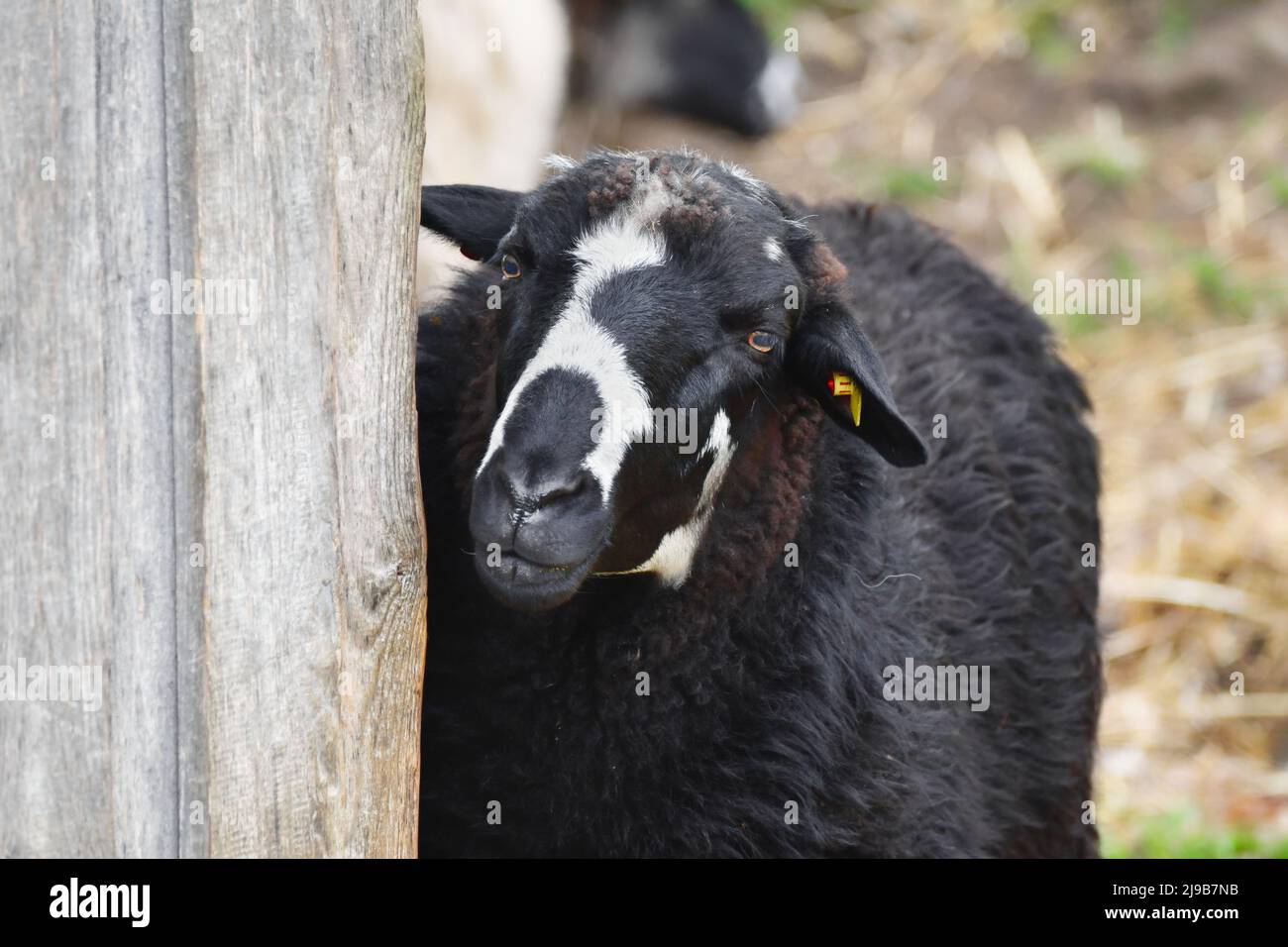 Portrait of a cute black sheep with white markings looking around the corner of a wooden stable. Stock Photo