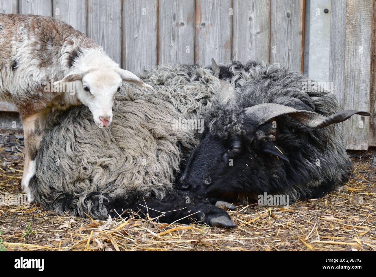 A male black Hortobagy Racka sheep (Ovis aries strepsiceros Hungaricus) with long spiral shaped horns having a rest, a cute lamb coming by. Stock Photo