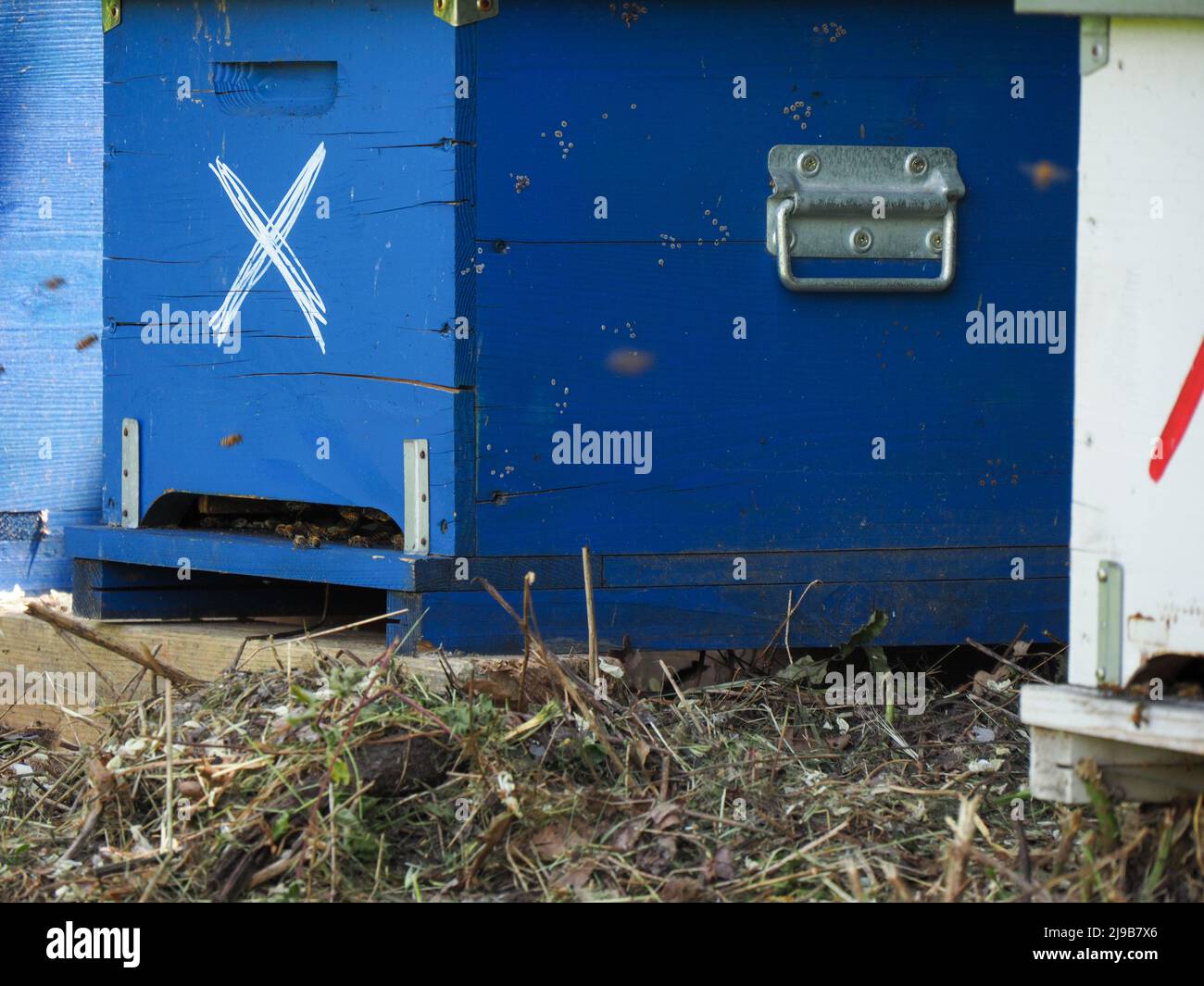 Healthy group of honey bees hi-res stock photography and images - Alamy