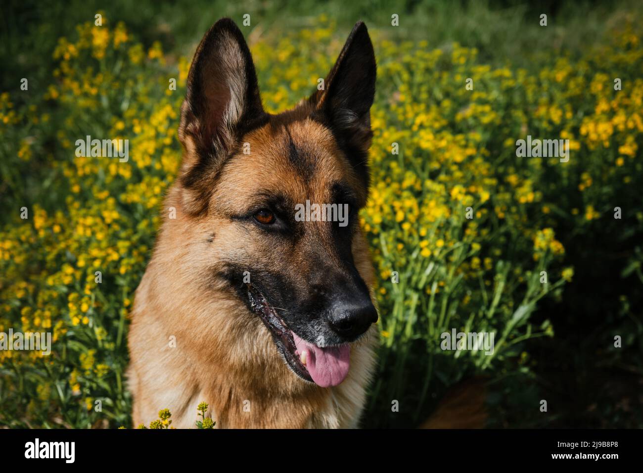 Beautiful black and red German Shepherd sits in rapeseed field and