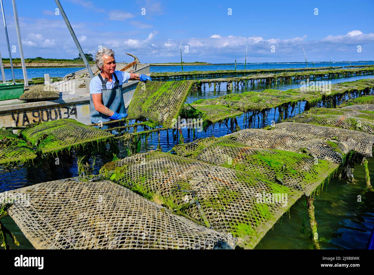France, Morbihan, Gulf of Morbihan, oyster farmer Stock Photo