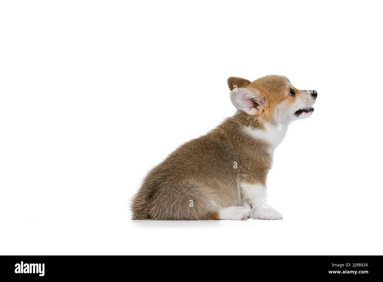 Full-length portrait of cute puppy of Welsh corgi dog posing isolated ...