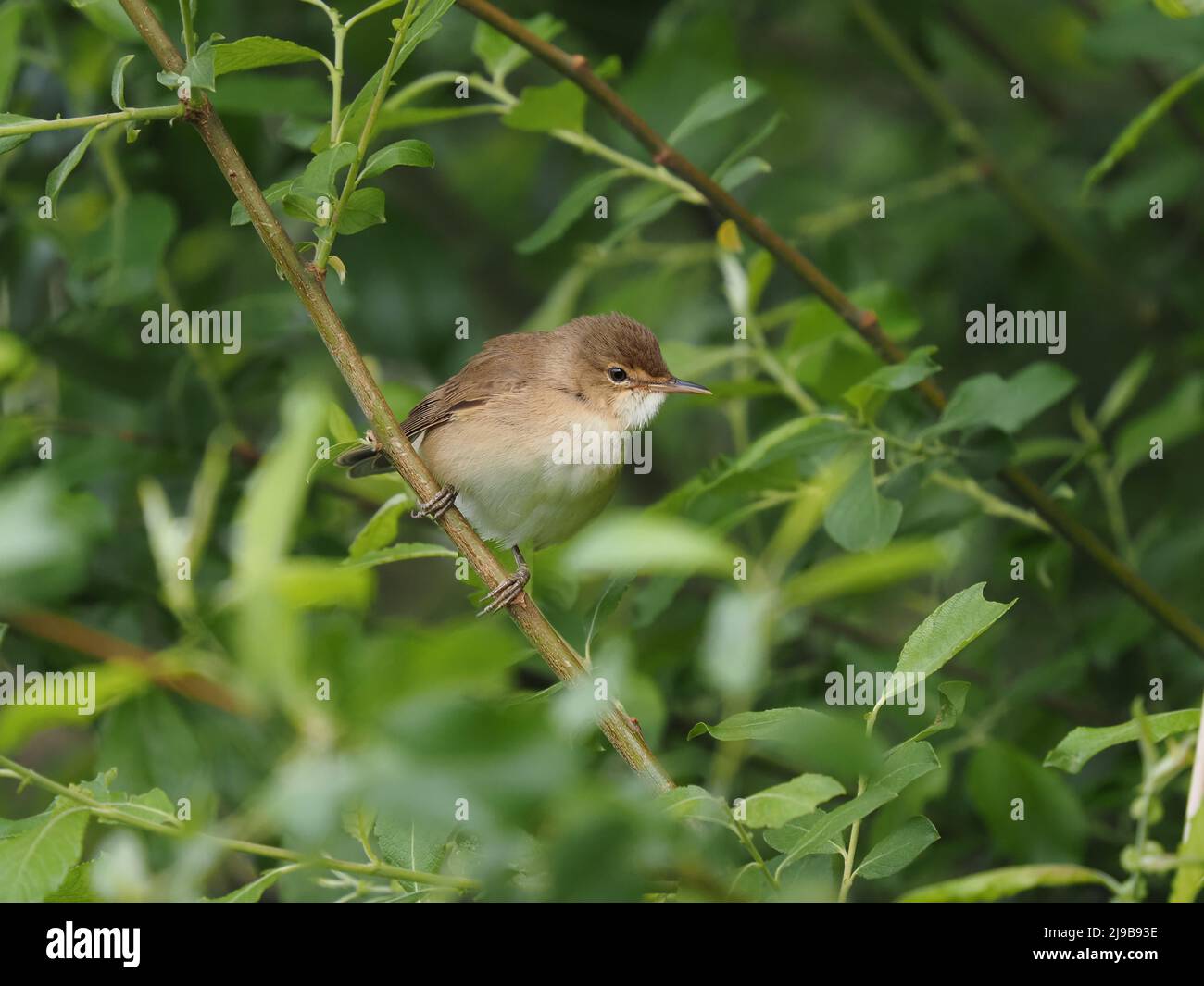 These tiny birds migrate thousands of miles to breed in the UK in our