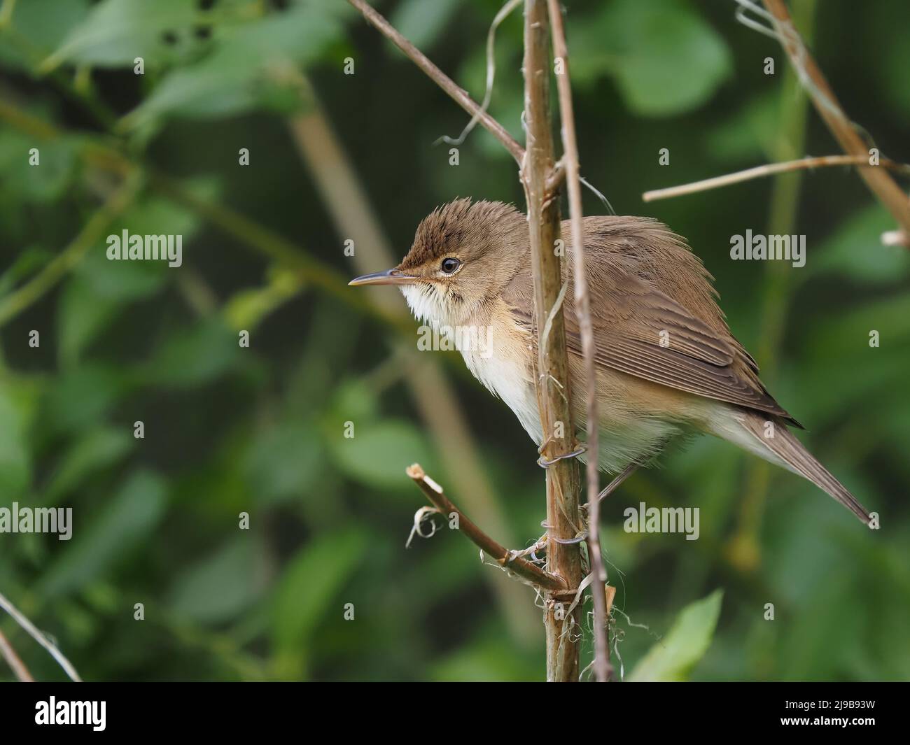 These tiny birds migrate thousands of miles to breed in the UK in our