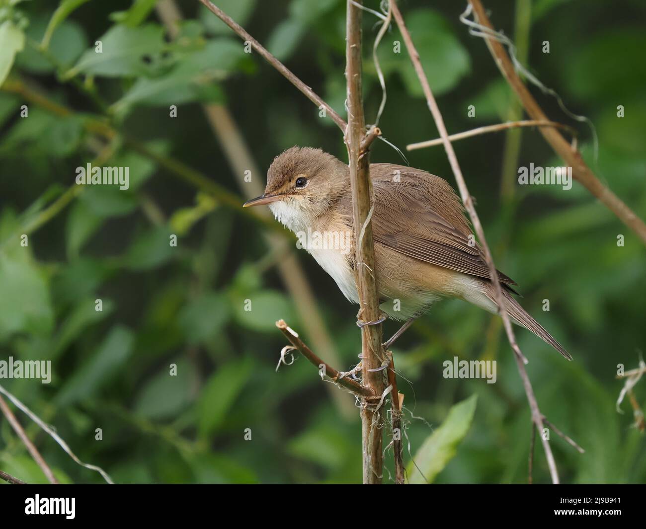 These tiny birds migrate thousands of miles to breed in the UK in our reed beds. Stock Photo