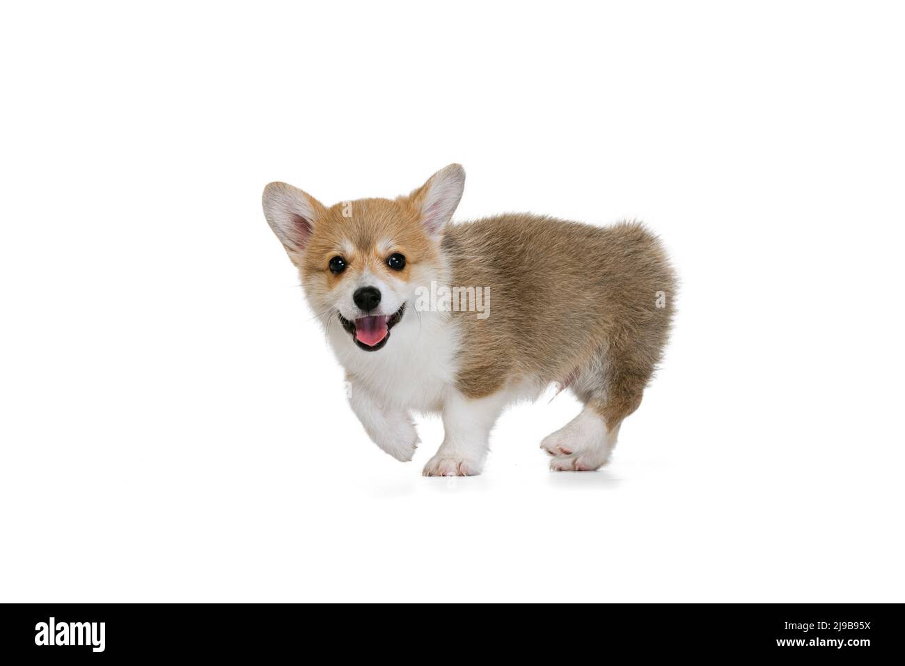 Happy cute puppy of Welsh corgi dog posing isolated on white studio ...