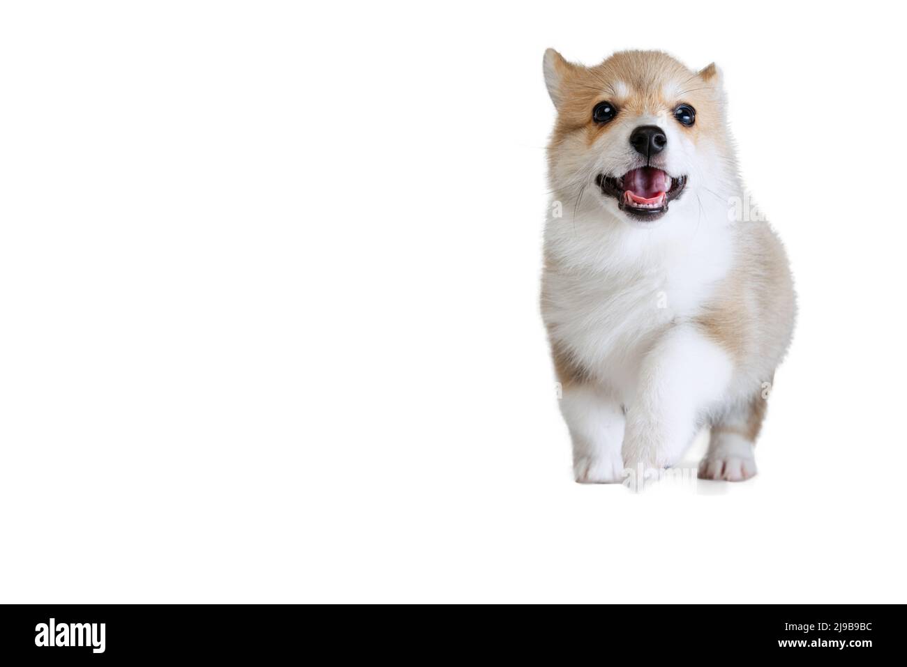 Studio shot of beautiful puppy of Welsh corgi dog isolated on white ...