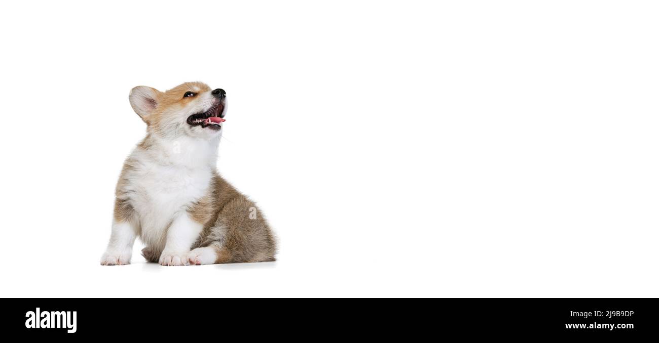 Full-length portrait of cute puppy of Welsh corgi dog posing isolated ...