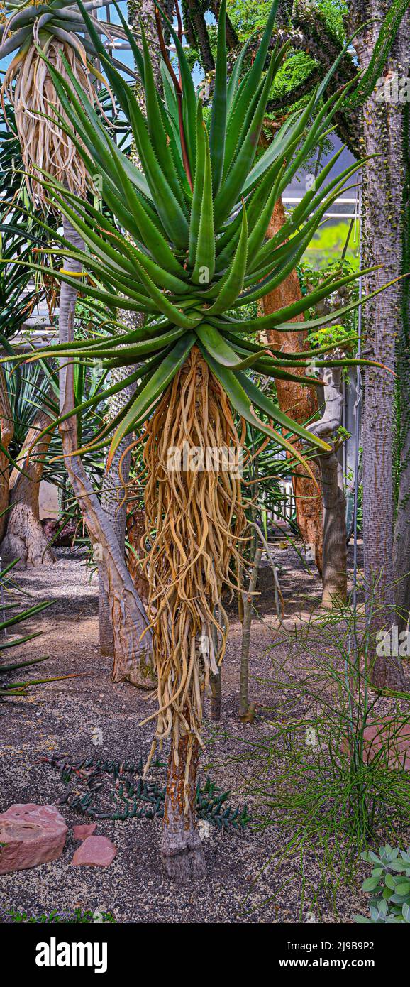Aloe, (cf. rupestris Baker). Botanical garden Heidelberg, Baden Wuerttemberg, Germany Stock Photo