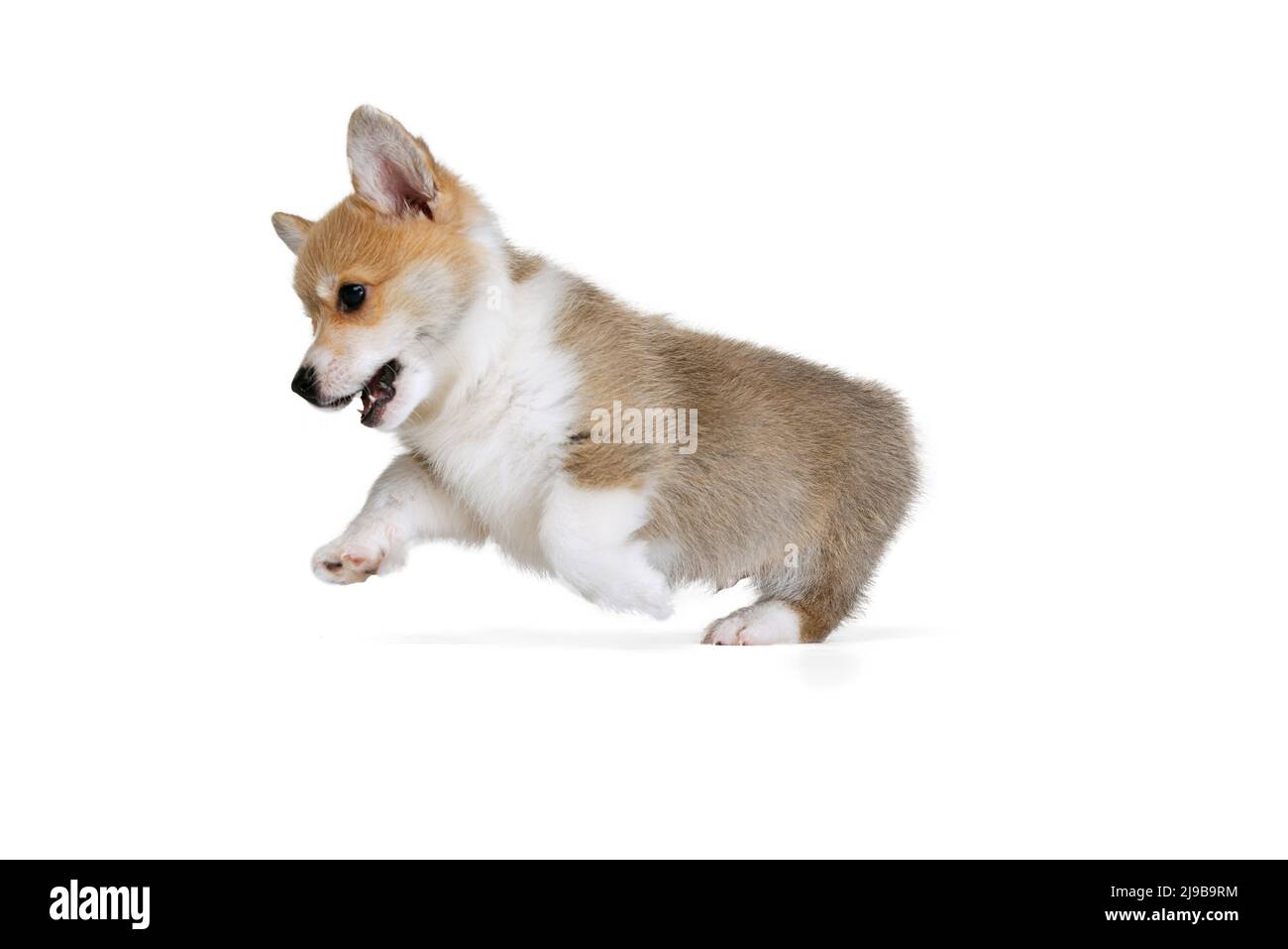 Studio shot of beautiful puppy of Welsh corgi dog isolated on white ...